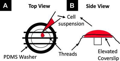 Development of a Contractile Cardiac Fiber From Pluripotent Stem Cell Derived Cardiomyocytes